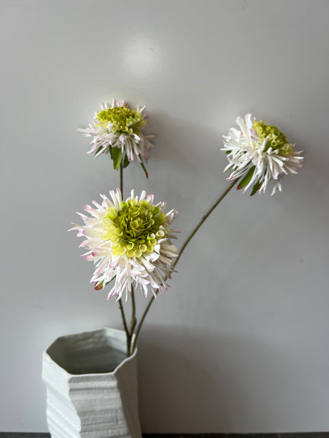 Scabiosa x3 crème 86 cm
