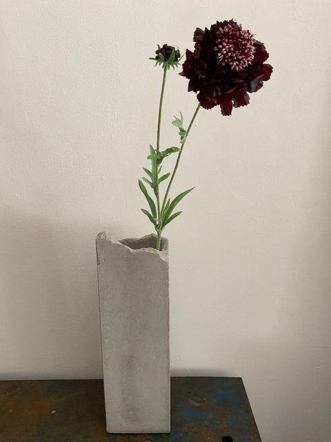 Scabiosa tak purple 71 cm