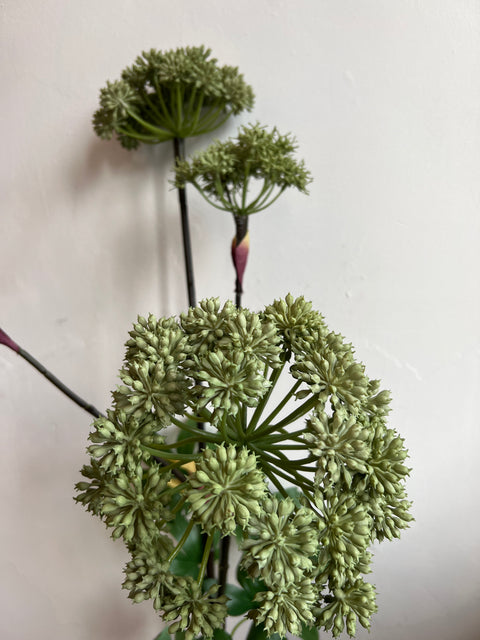 Engelwortel x4 groot groen 130 cm