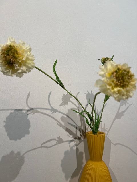 Scabiosa spray yellow 66 cm
