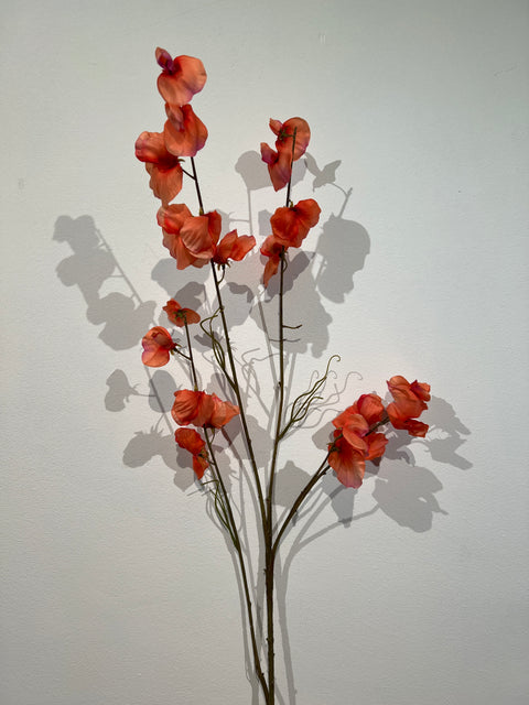 Lathyrus spray orange 117 cm