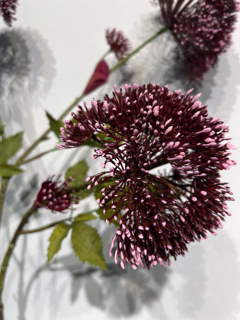 Engelwortel tak 3x bordeaux  99 cm