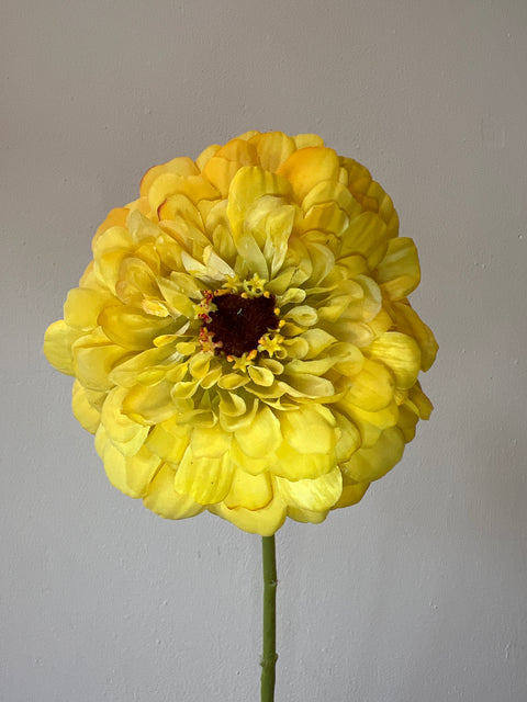 Zinnia bloem geel 70 cm