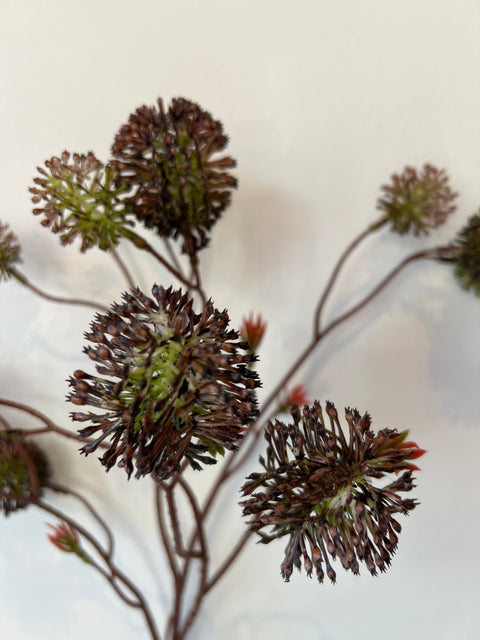 Echinops tak bruin/groen 73 cm