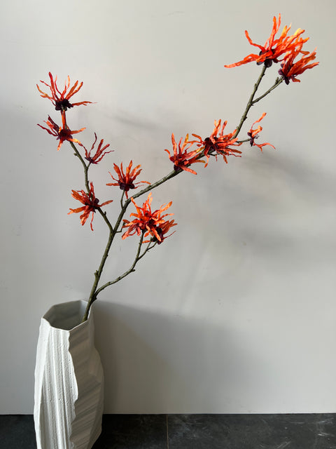 Hamamelis oranje 98 cm