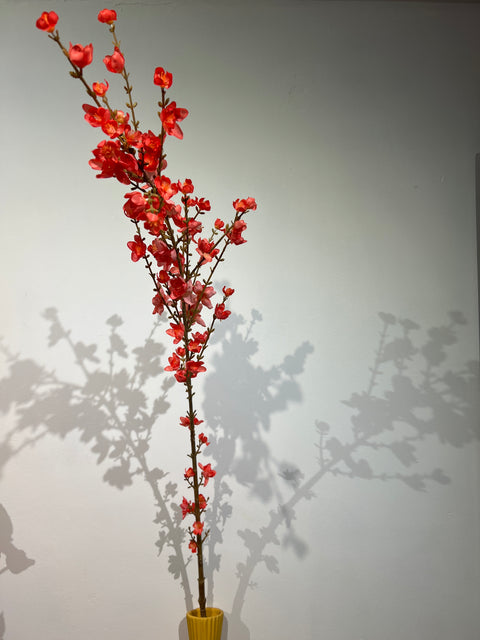 Giant Wintersweet branch orange/rood 150 cm