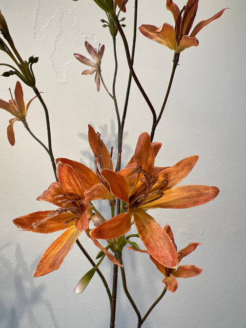 Nerine spray oranje 100 cm