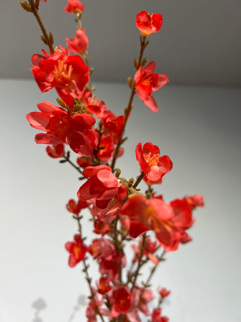 Giant Wintersweet branch orange/rood 150 cm