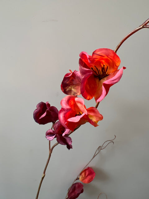 Physalis tak donker rood 120 cm