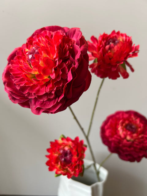 Zinnia tak x4 70 cm rood