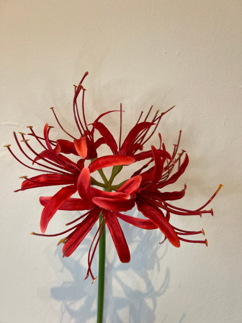 Nerine klein 64 cm rood