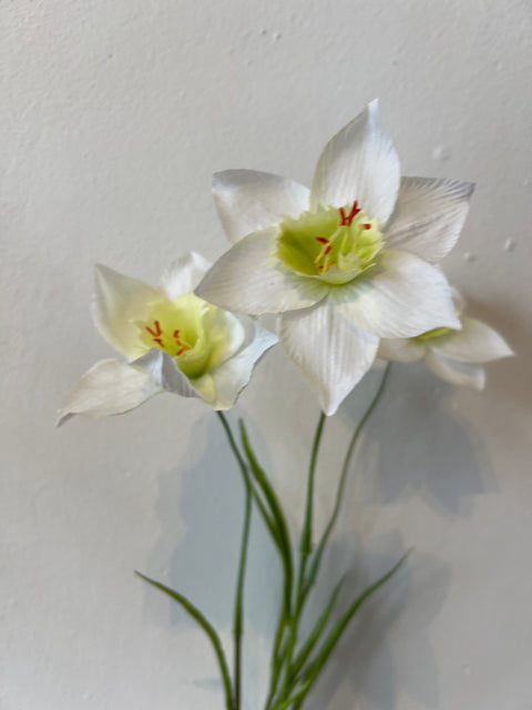Narcis spray wit 70 cm