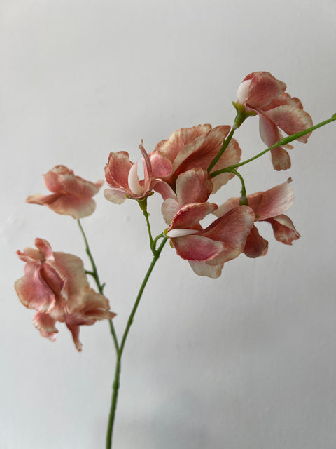 Lathyrus oranje 71 cm