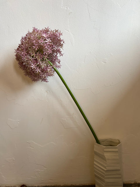 Allium lila 90 cm