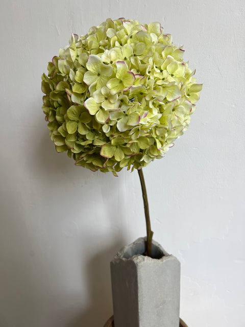 Hortensia steel groot groen/wit/roze 79 cm