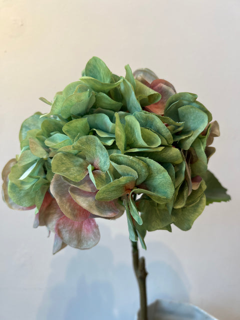 Hortensia bol groen/roze 60 cm