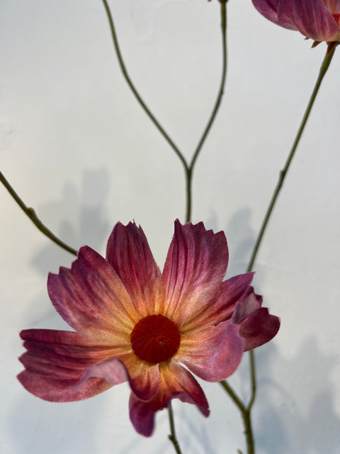 Cosmea spray mauve 110 cm