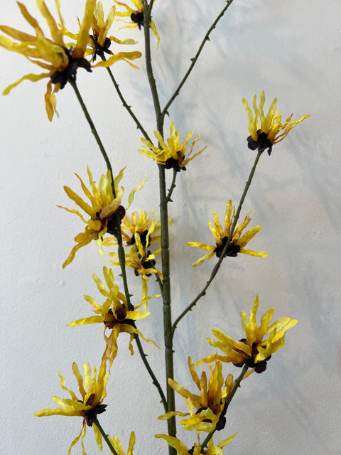 Hamamelis geel 153 cm