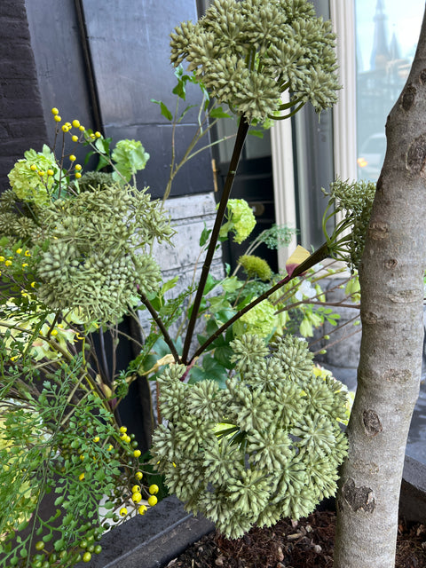 Engelwortel x4 groot groen 130 cm