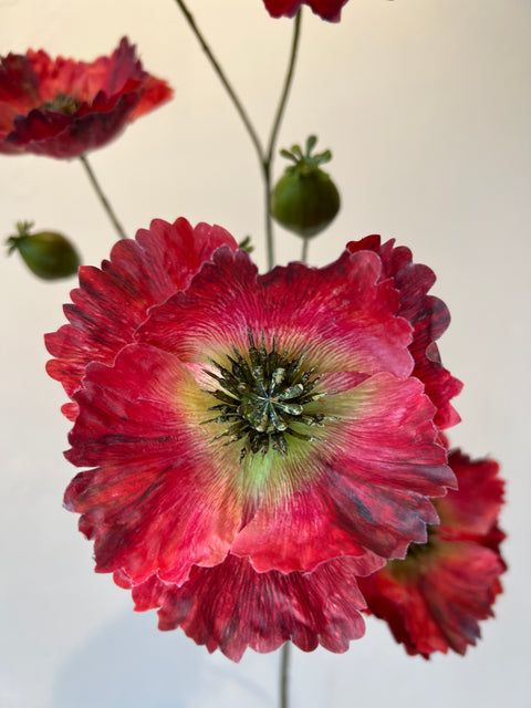 Papaver x5 groot rood 112 cm