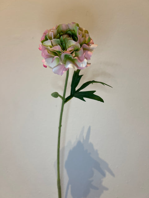 Ranonkel 57 cm roze/groen