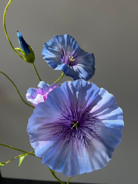 Morning glory spray blauw 90 cm