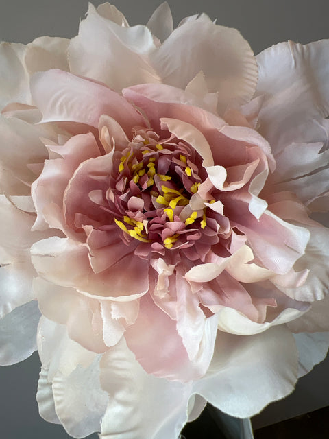 Pioenroos crème/roze 56 cm