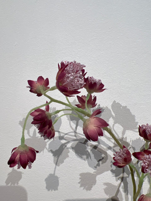 Zeeuwsknopje spray beauty 84 cm