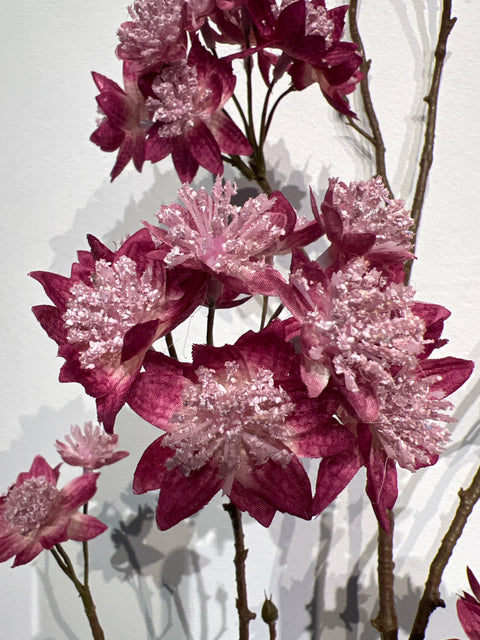 Zeeuws knoopje groot    burgundy   110 cm