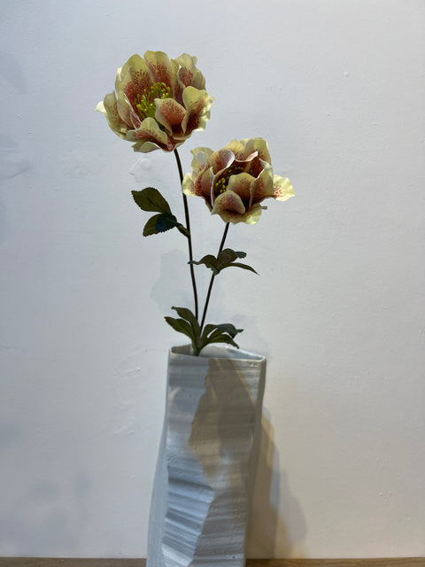 Helleborus 63 cm groen/roze