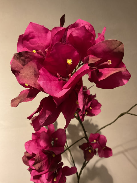 Bougainvillea tak 111 cm bordeaux