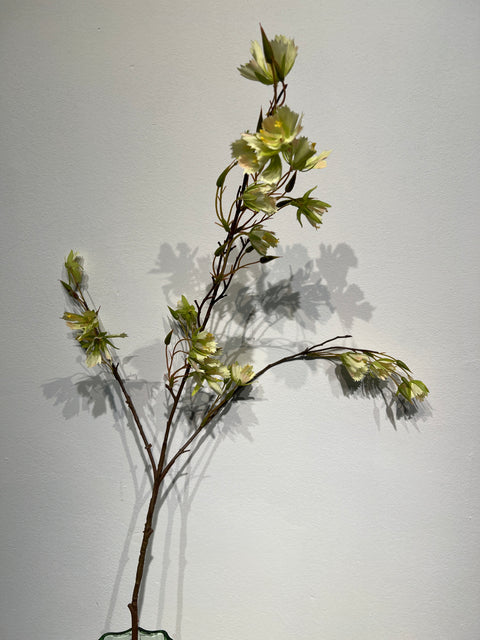 Elaeocarpus tak groen  99 cm