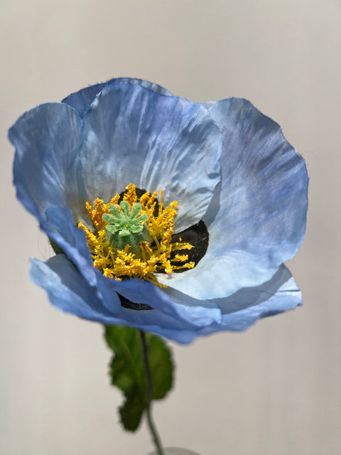 Papaver  blauw   72 cm