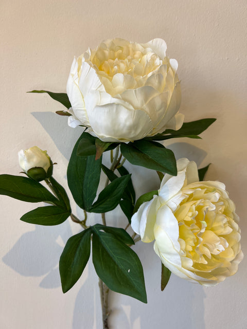 Pioenroos tak x3 wit 72 cm