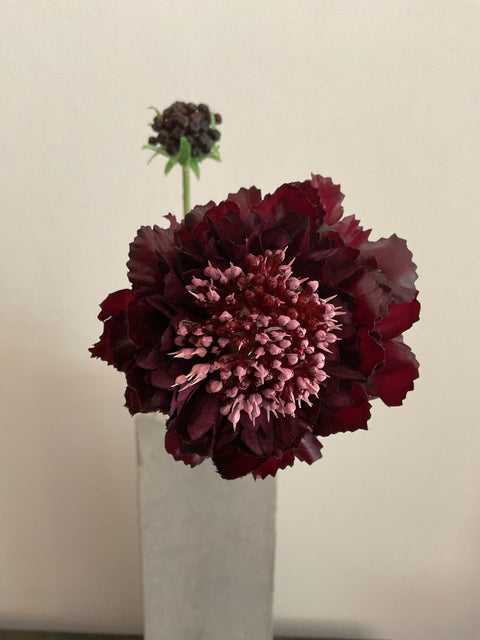 Scabiosa tak purple 71 cm