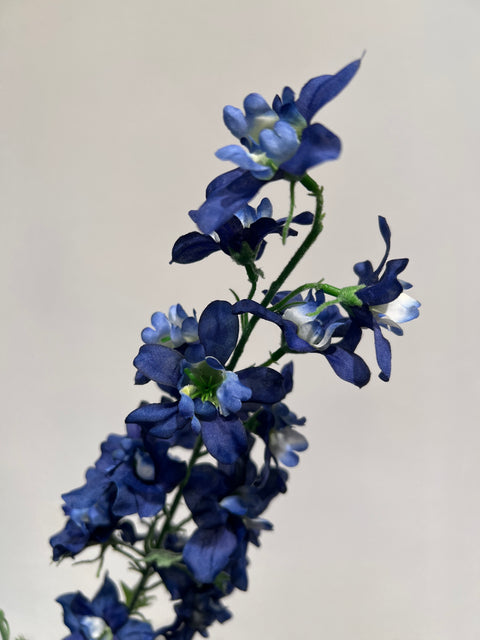 Delphinium 95 cm donker blauw
