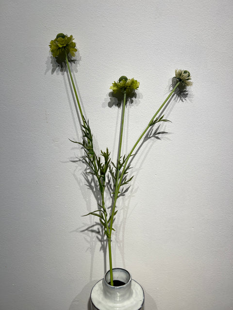 Scabiosa tak groen 60 cm