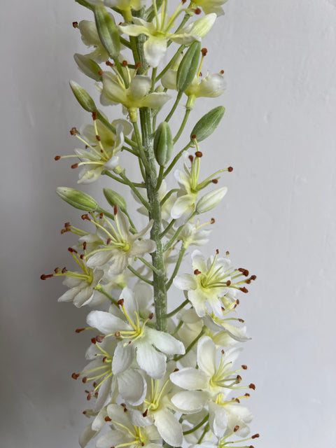 Eremurus steel wit 115 cm
