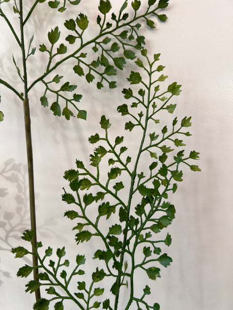 Varen tak Maiden Hair 87 cm groen