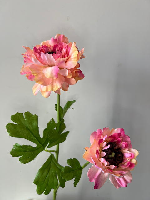 Ranonkel Japan peach 65 cm