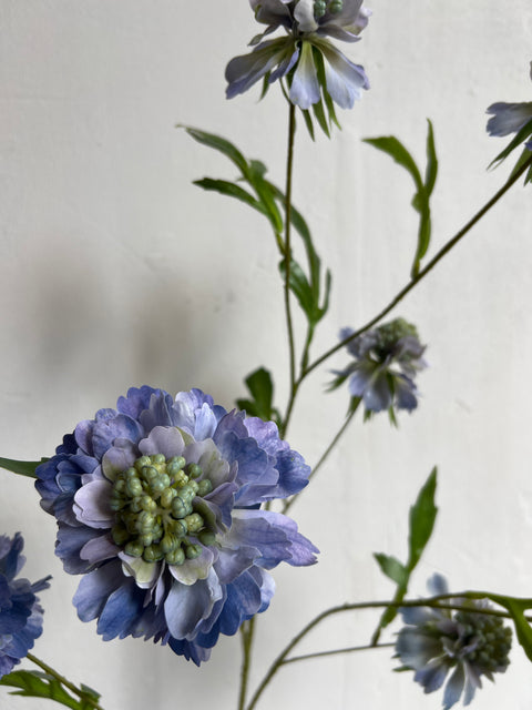 Scabiosa spray blauw 113 cm
