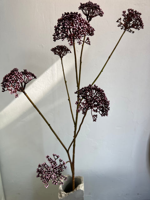Engelwortel tak bordeaux 105 cm