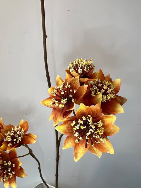 Zeeuws knoopje x3 oranje 72 cm