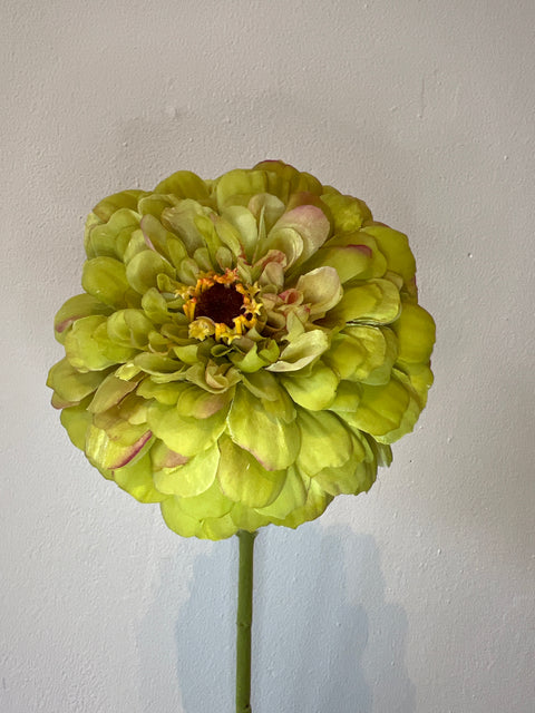 Zinnia bloem groen 70 cm