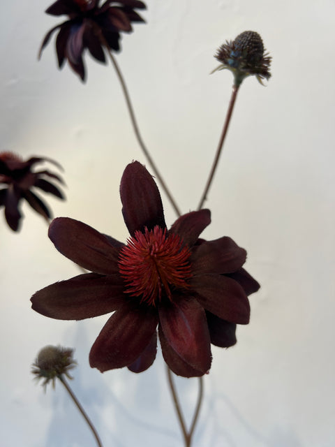 Rudbeckia spray bordeaux 98 cm