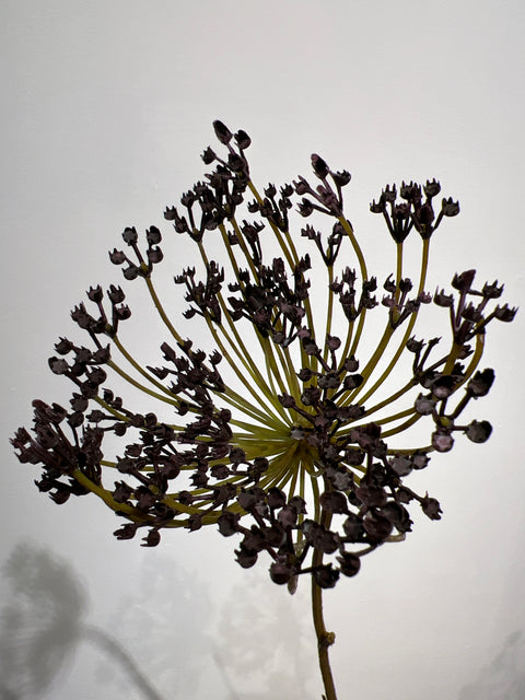 Dille enkel  zwart  72 cm