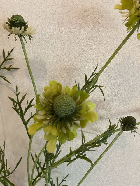 Scabiosa tak groen 89 cm
