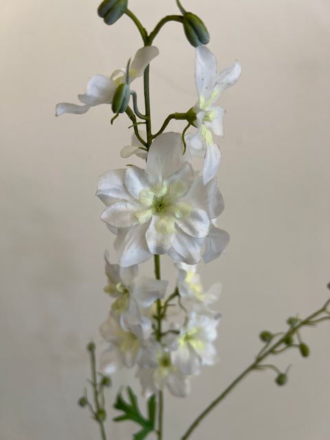 Delphinium tak crème 101 cm