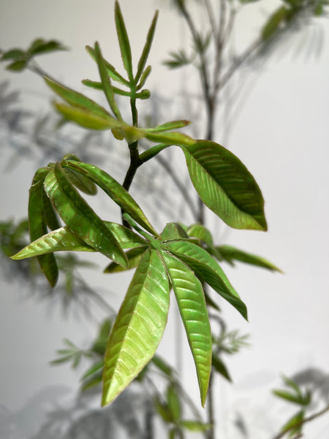 Esdoorn tak groen  172 cm