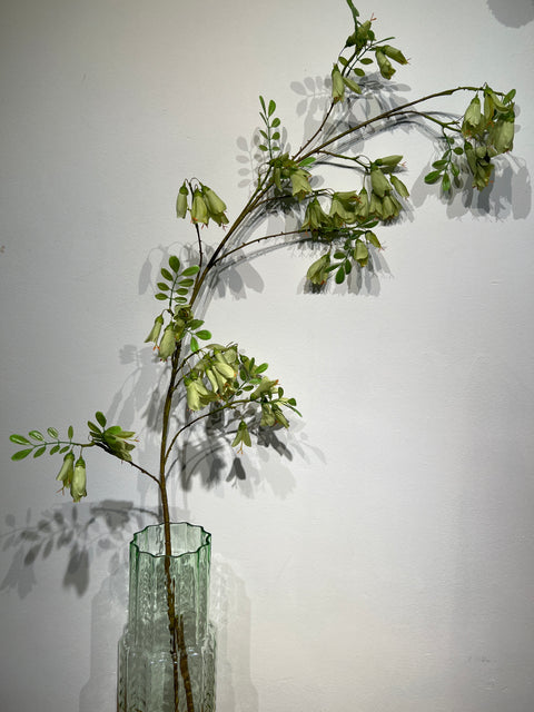 Campanula tak groen  159 cm